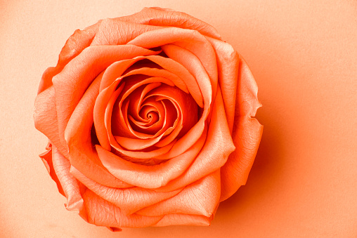 Open rose flower with beautifully unfolded petals in the color of 2024 apricot crush, top view, isolated.