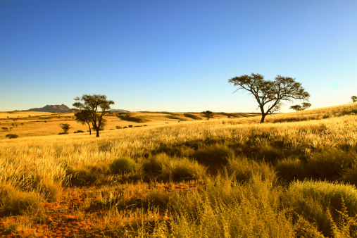 Belleza del desierto, parque nacional Namib-Naukluft, Namibia, África. photo