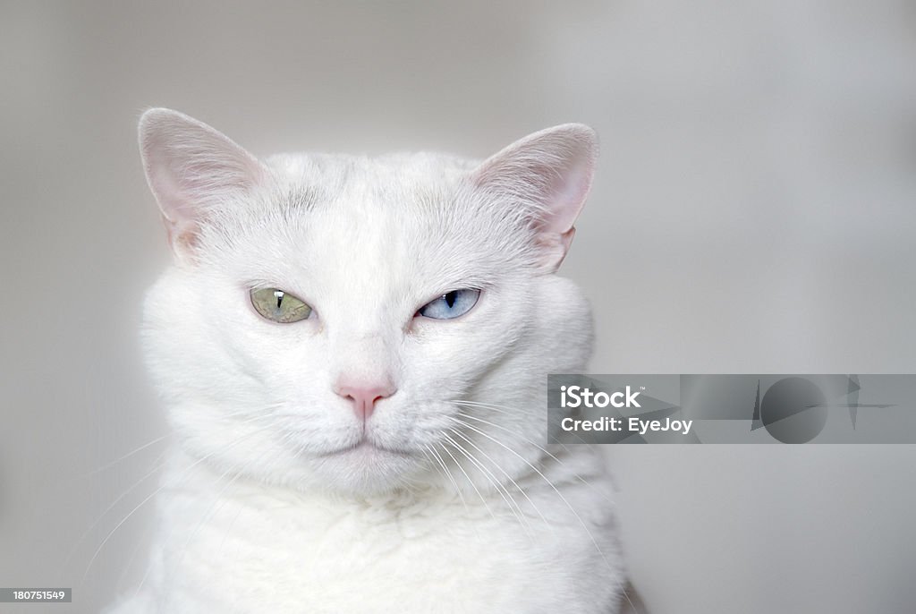 Dare to be Different Soft focus white cat with selective focus on one blue eye and one green eye against a gray background. Confident attitude and unique appearance. Expression is open to many interpretations. Pastel colors dominate. Copyspace. Domestic Cat Stock Photo