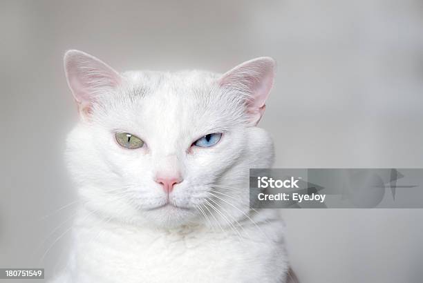 Dare To Be Different Stock Photo - Download Image Now - Domestic Cat, Eccentric, Animal Hair