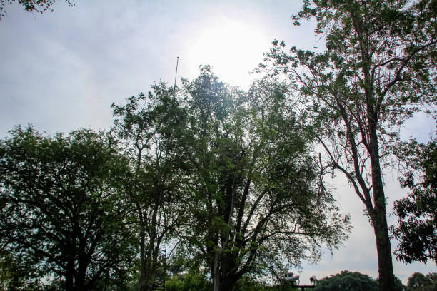 Low angle view of trees with the sunlight and sky. Nature scene.