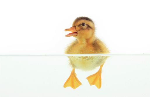Duckling floating on water