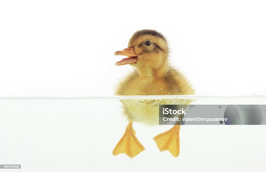 Duckling floating on water Duck - Bird Stock Photo