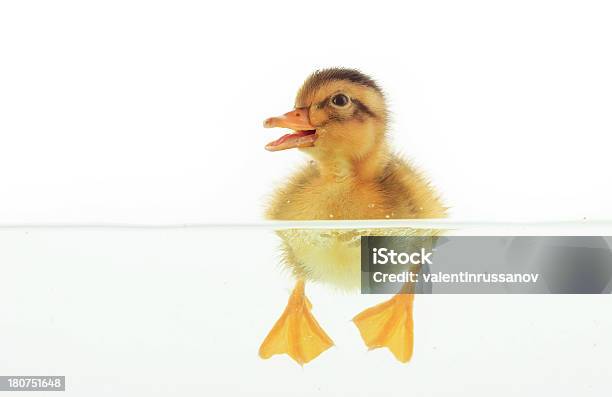 Duckling Floating On Water Stock Photo - Download Image Now - Duck - Bird, Swimming, Side View