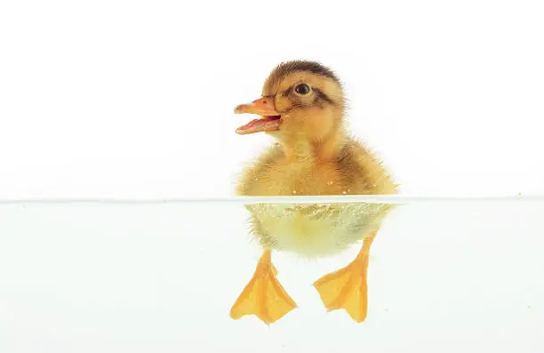 Photo of Duckling floating on water