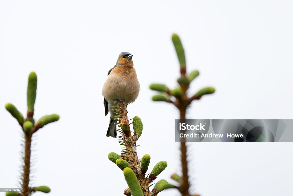 Зяблик (Fringilla coelebs) - Стоковые фото Без людей роялти-фри