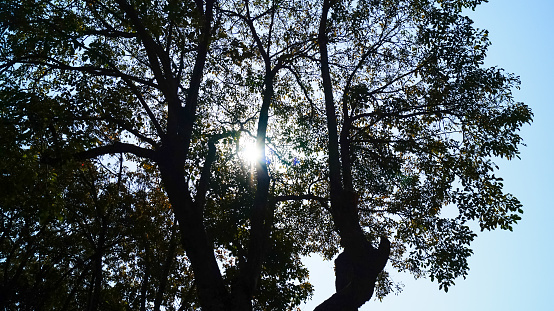 Low angle view of trees with the sunlight and sky. Nature scene.