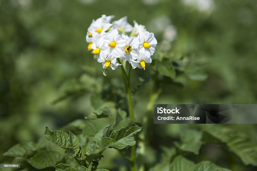 Kartoffel Bestäubung - Lizenzfrei Agrarbetrieb Stock-Foto