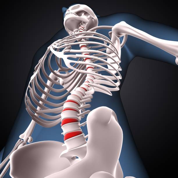 istock human skeleton spine,scapula,pelvis and backbone vertebrae anatomy. 3d illustration 1807518543