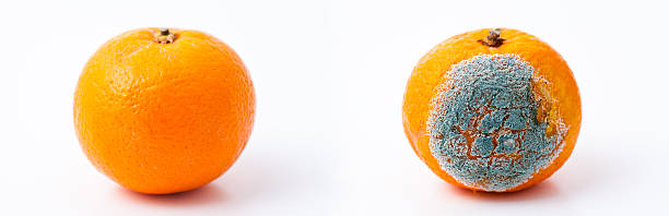 전/후 - rotting orange rudeness fruit 뉴스 사진 이미지