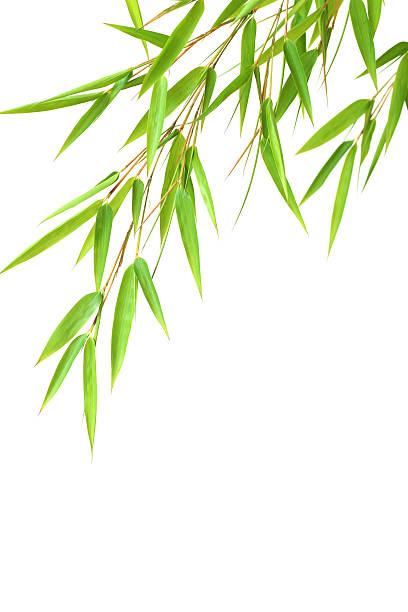Bamboo leaves stock photo