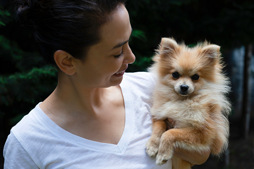 Pomeranian puppy is adopted by young female.