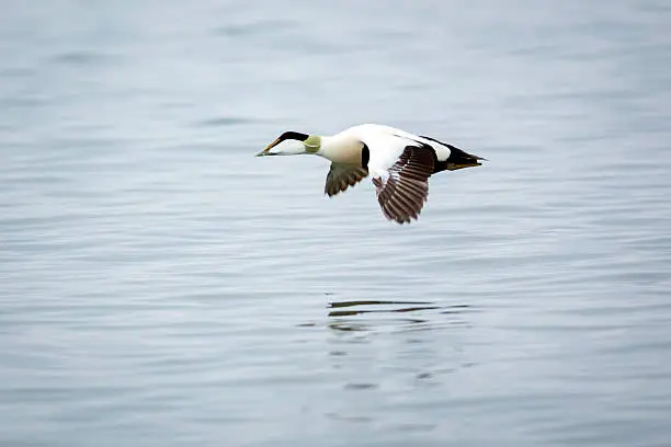 Eider DuckSomateria mollissimaMale in flight