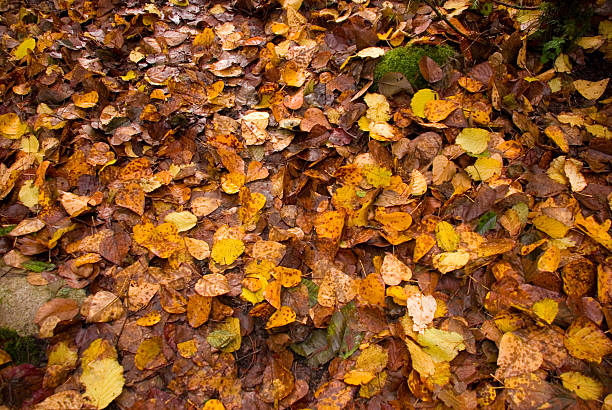 Leafy Trail stock photo