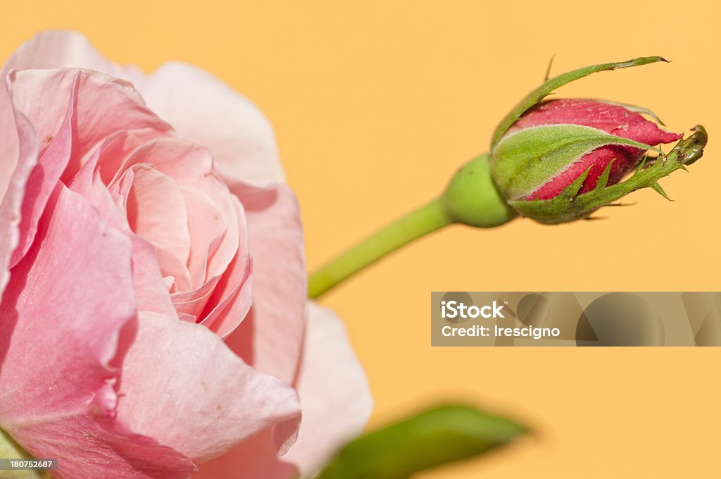 pink rose - Lizenzfrei Baumblüte Stock-Foto