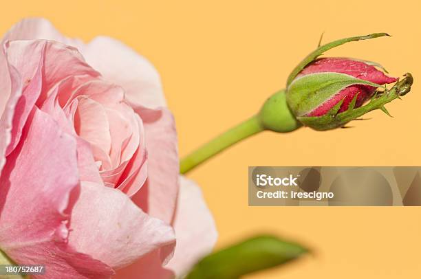 Pink Rose Stockfoto und mehr Bilder von Baumblüte - Baumblüte, Blatt - Pflanzenbestandteile, Blume