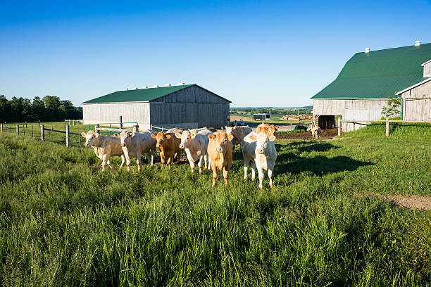 istock Limousin cattle in a pasture 180752743