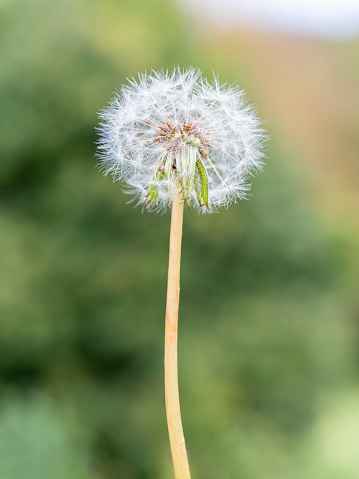 macro close up of a dandelion or common dandelion flower (Taraxacum officinale) in autumn time at sunset with blurred background