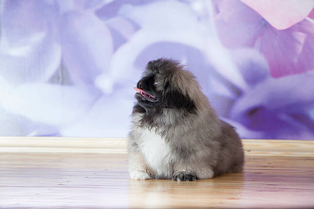 istock Pekinese puppy 180752944
