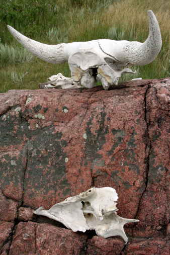 Buffalo remains on the rock