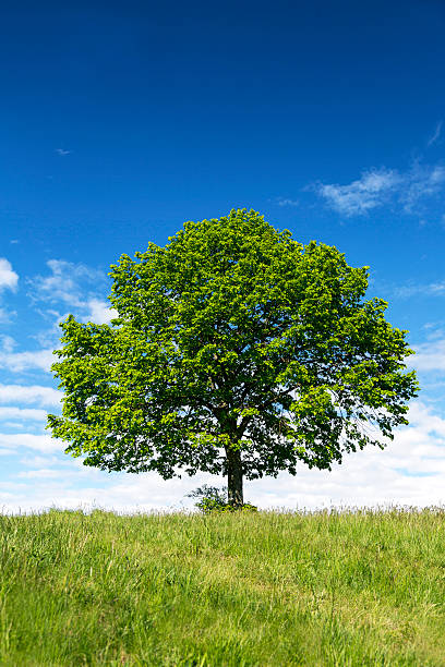 istock Lush green tree, Karst region, Slovenia 180753224