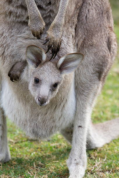 istock Kangaroo and Joey 180753299