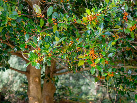 detail of Common holly 'Amber' (Ilex aquifolium) leafs and berries with blurred background