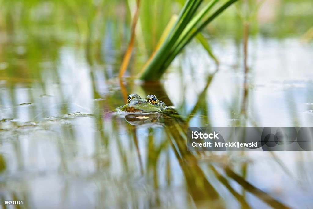 Jadalne Żaba (Pelophylax kl. esculentus), jako tło - Zbiór zdjęć royalty-free (Część ciała zwierzęcia)