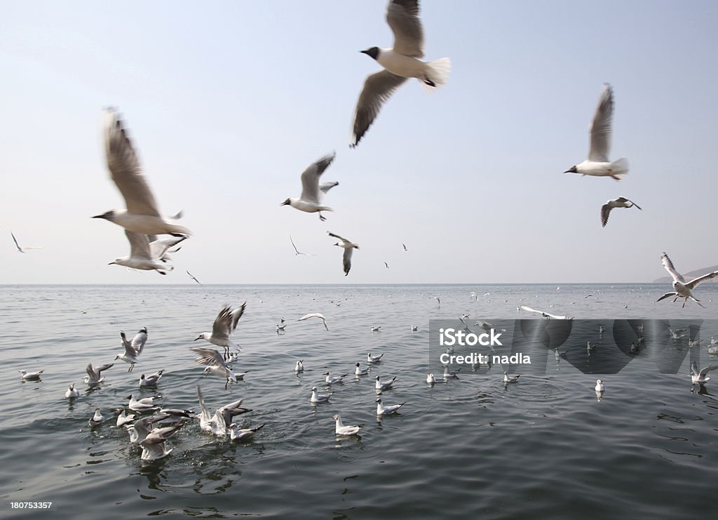 seagull Above Stock Photo