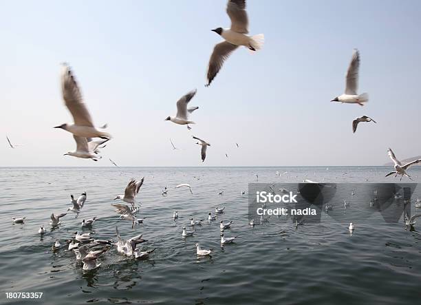 Seagull Stock Photo - Download Image Now - Above, Animal, Animal Body Part