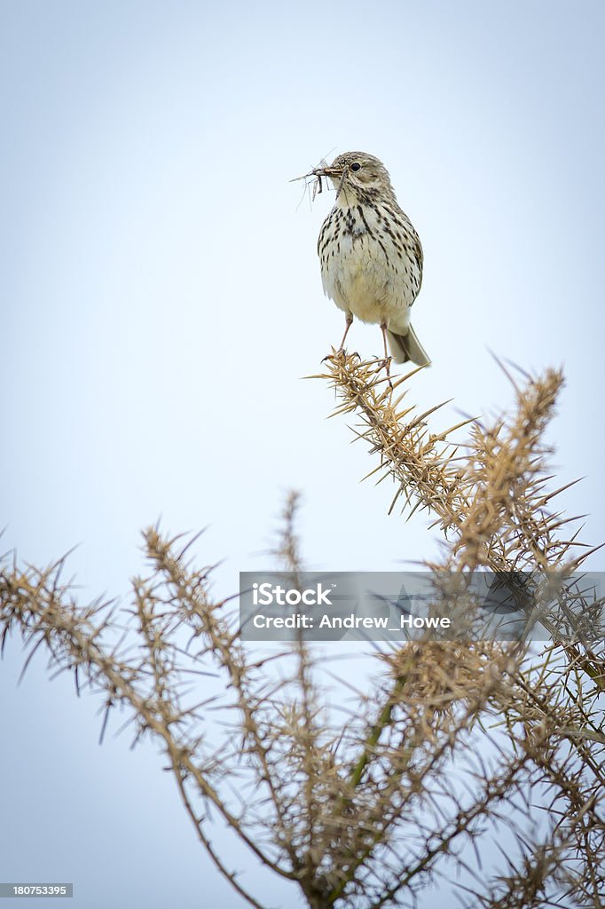 Meadow Pipit (Anthus pratensis) - Lizenzfrei Fotografie Stock-Foto