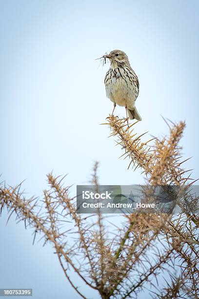 Meadow Pipit Stockfoto und mehr Bilder von Fotografie - Fotografie, Füttern, Natur