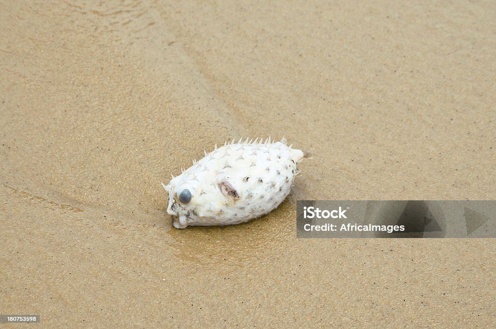 Gestrandet Kugelfisch, Praia de Vermelha, Rio, Brasilien, Südamerika. - Lizenzfrei Abgeschiedenheit Stock-Foto