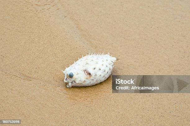 Foto de Perder Blowfish Praia De Vermelha Rio De Janeiro Brasil América Do Sul e mais fotos de stock de América do Sul