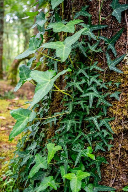istock Needlepoint Ivy (Hedera Helix) growing on a tree trunk in a forest 1807536028