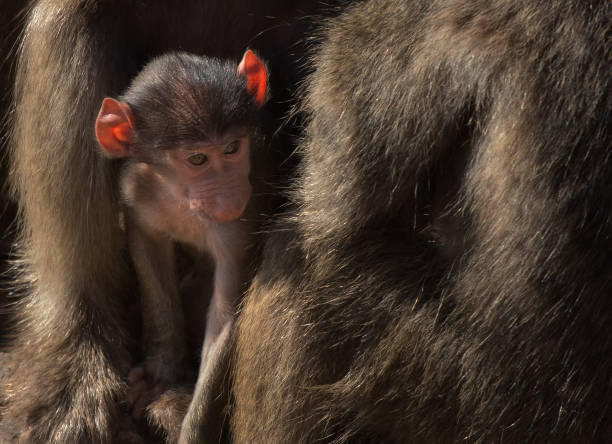 istock Baboons in Kruger National Park 1807537712