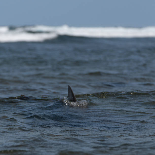 istock Shark fins in the wavy open sea 1807538807