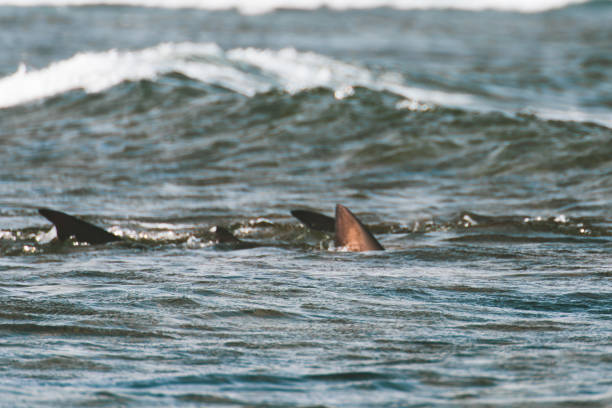 istock Shark fins in the wavy open sea 1807538814