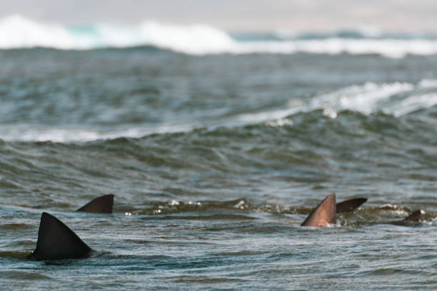 istock Shark fins in the wavy open sea 1807538821