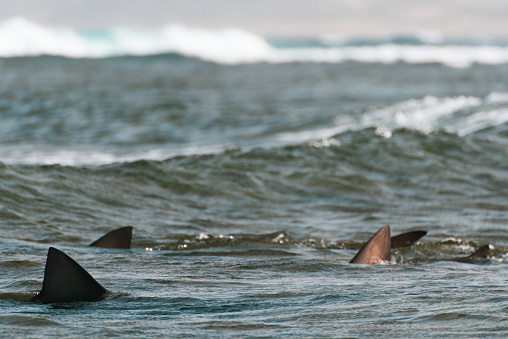 Great White shark swimming quickly on the surface