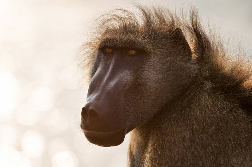 Mandrill, Mandrillus sphinx, 22 years old, primate of the Old World monkey family against white background