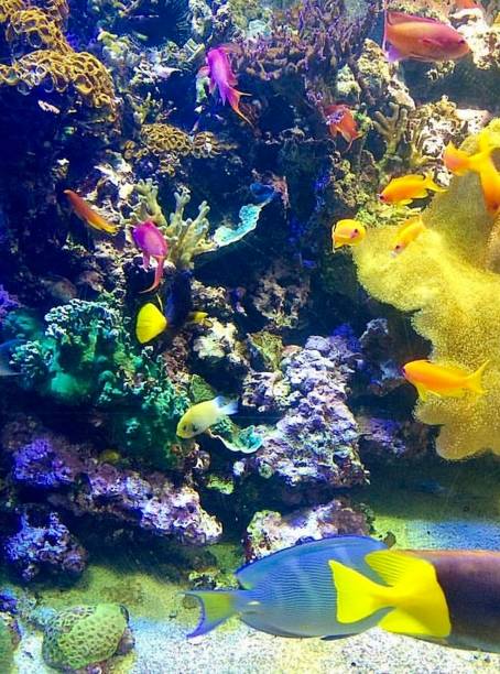 funky colourful fish swimming at the aquarium sea life centre in london tropical aldgate coral turtle yellow purple blue orange pink tank glass nature - 4721 imagens e fotografias de stock