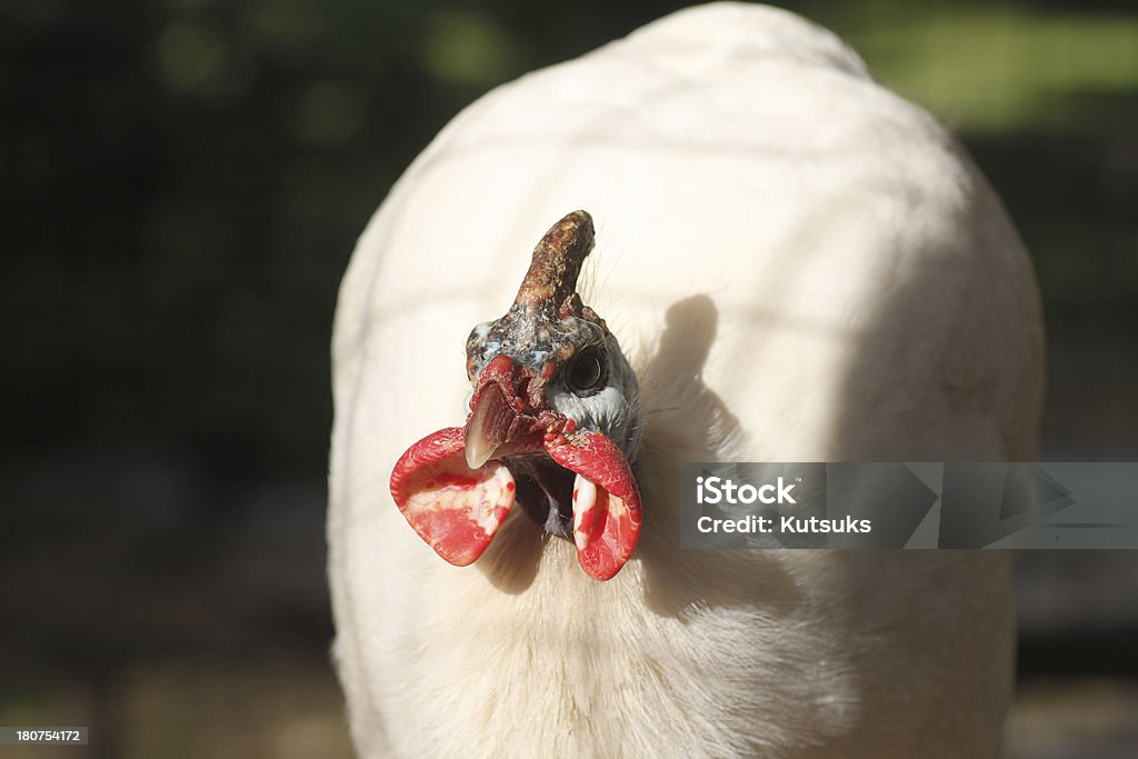 Gallina bianca - Foto stock royalty-free di Ambientazione esterna