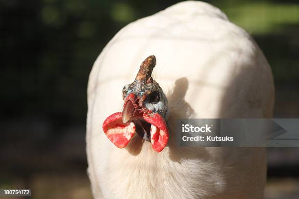 Galinha Branco - Fotografias de stock e mais imagens de Animal - Animal, Ao Ar Livre, Ave doméstica