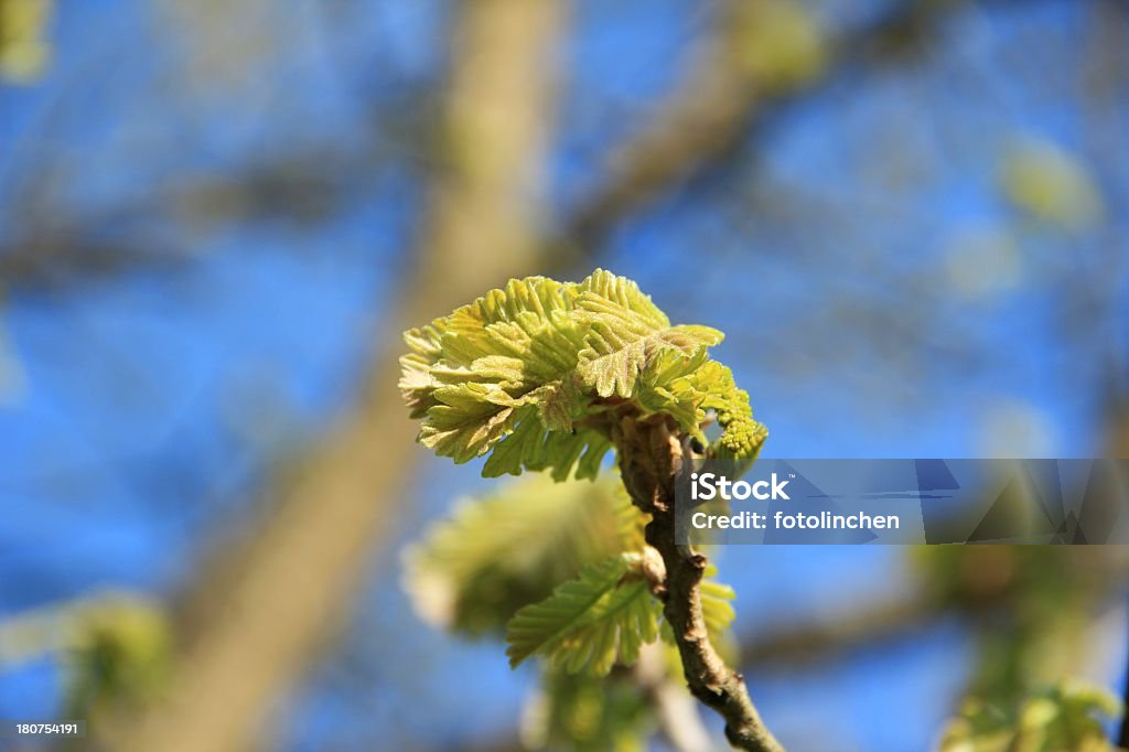 Junge Eiche Blätter - Lizenzfrei Altokumulus Stock-Foto