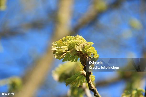Junge Eiche Blätter Stockfoto und mehr Bilder von Altokumulus - Altokumulus, Ast - Pflanzenbestandteil, Baum
