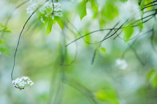 Flowering branch of Pin cherry (Prunus pensylvanica). Shallow DOF.