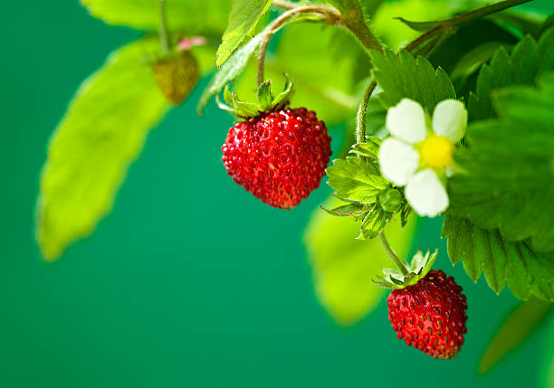Wild Strawberry
