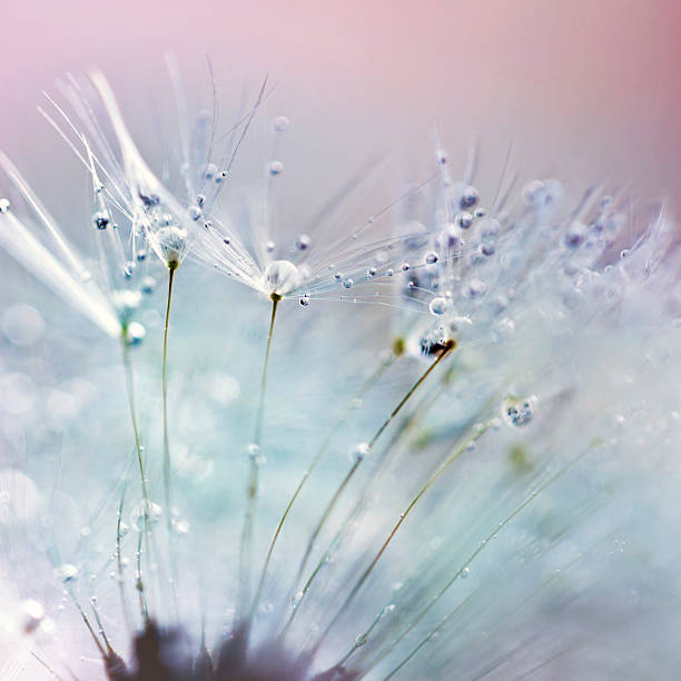 istock Macro Shot Of Dandelion Seed With Water Drops 180754346