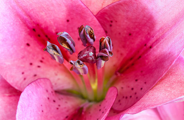 istock Beautiful lily flower detail 180754429
